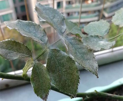 玫瑰花老是长红蜘蛛怎么办 玫瑰花长红蜘蛛要喷什么药