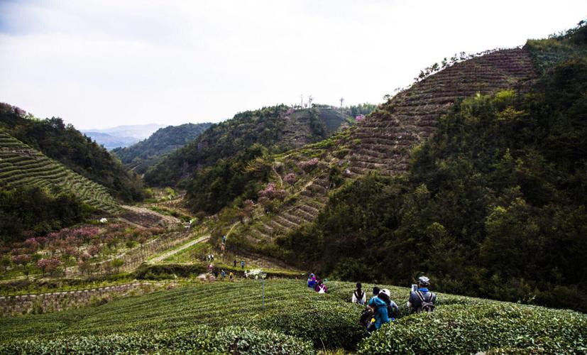 余姚大岚樱花季火焰山