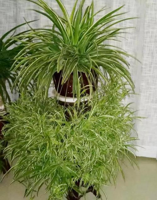 吊兰爆盆的"秘密",先养"萝卜根",再养"壮汉身"