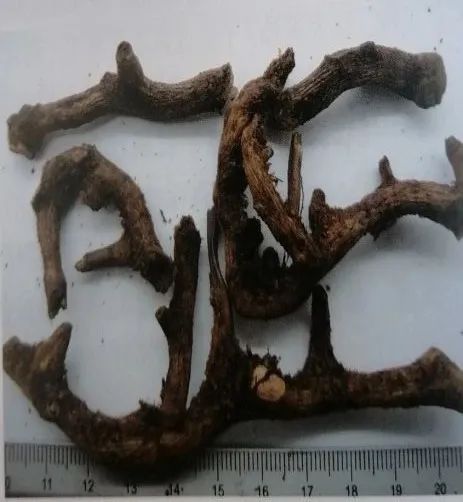 今天,聊聊能补碎骨的骨碎补!