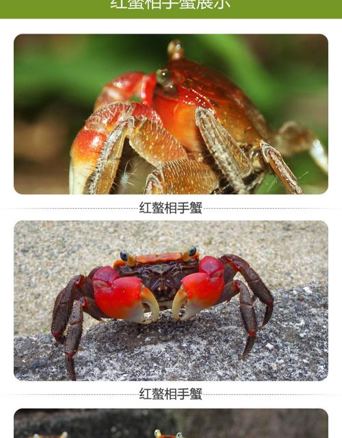 红螯相手蟹淡水深水爬虫两栖相守蟹情侣蟹宠物螃蟹观赏蟹五只包邮