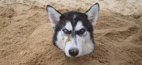 素材包下载: >>>二哈你出来单挑啊素材    复制网址下载视频地址