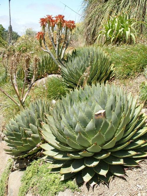 十四公主~采集到芦荟