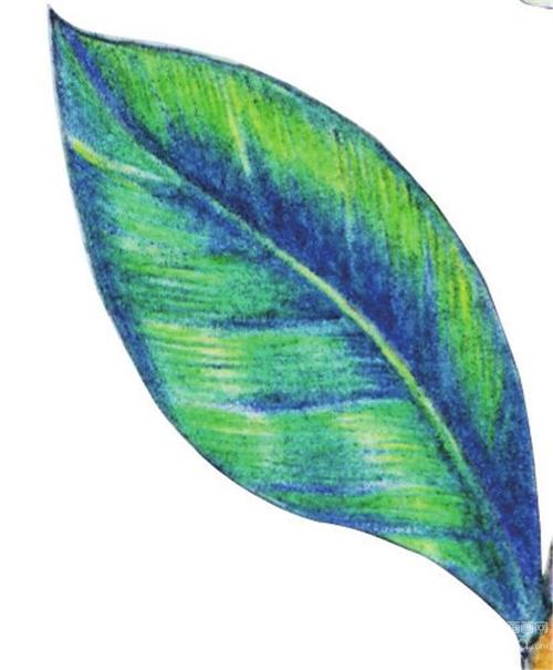 水粉金银花的绘画技法(6)