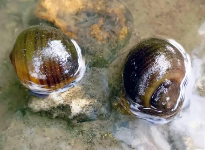 紧急提醒这种大个螺不能吃