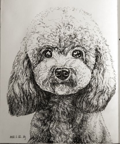 普通签字笔练习的手绘狗狗,整理一下