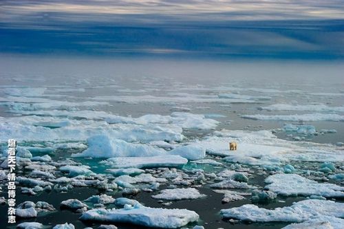 转载神奇的动物天堂北极弗兰格尔岛组图