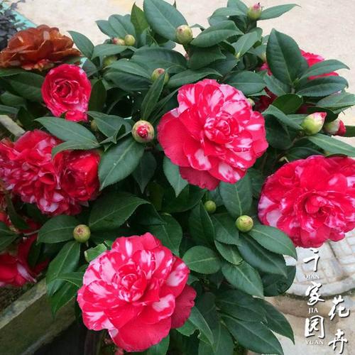 青叶贝拉大玫瑰山茶花苗纯色贝拉花色名贵花卉绿植庭院阳台