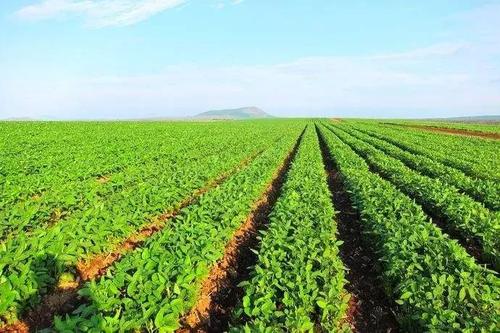 【聚焦】权威发布:2017年黄淮海地区夏大豆生产技术
