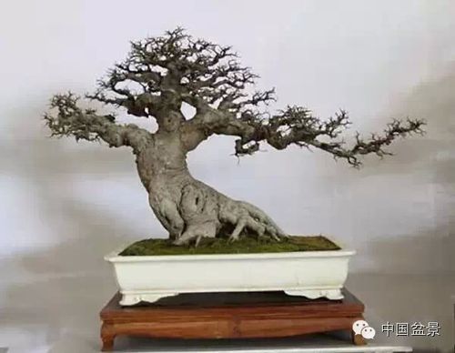 2015年1月15日上午10时许,2015年昆明(斗南)中国盆景精品邀请展暨云南