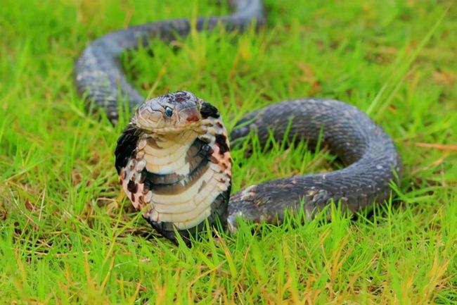 多地报道"蛇出没"!常见的十大毒蛇你认识吗?如何防止蛇进屋?