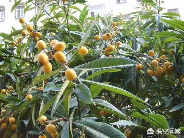 我种了一棵枇杷树,五年了,怎么不结果,什么原因?