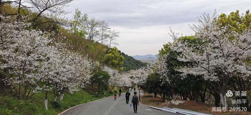 2020.3绿野山庄赏樱花