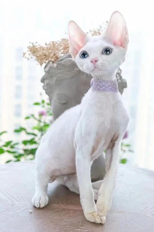 德文卷毛猫纯白异瞳弟弟
