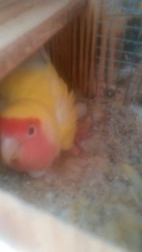 牡丹鹦鹉今天下了一个蛋,多少天才下第二个?