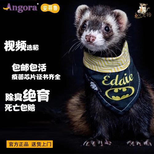 宠物貂活体雪貂活物安哥鲁貂幼崽安格鲁貂玛雪儿小型萌宠懒人宠物