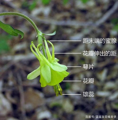 每个花瓣的基部都有一个"距"(向外突起形成一个长管状结构),从两枚