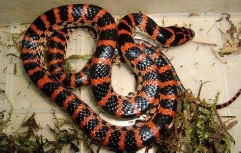 身上红色段子的毒蛇.这个蛇身上是红色的段子,一圈一圈的.不相连.