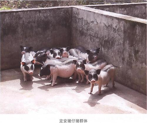 屯昌黑猪,特种养殖动物介绍