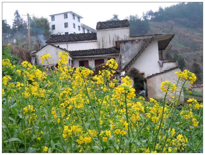 [转载]安徽歙县石潭北山村油菜花
