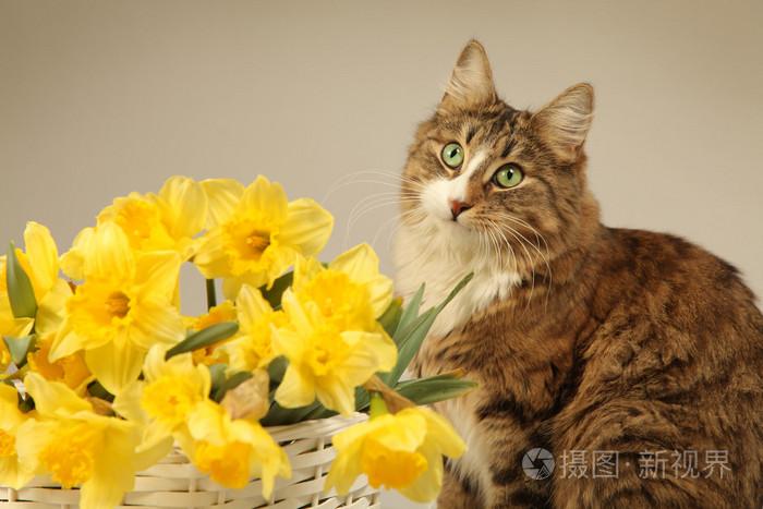 年轻的猫照片-正版商用图片03z5ki-摄图新视界