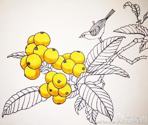 枇杷树简笔画手抄报 手抄报图片大全