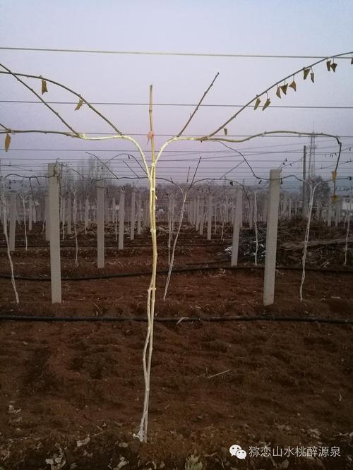 猕猴桃冬剪,一个需要不断"修剪"进步的老话题