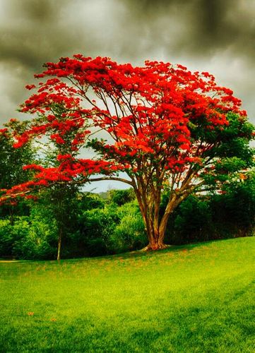 木棉与橡树对话