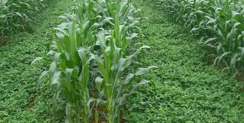 种玉米不挣钱?套种这3种作物,产量不影响,收入翻一番