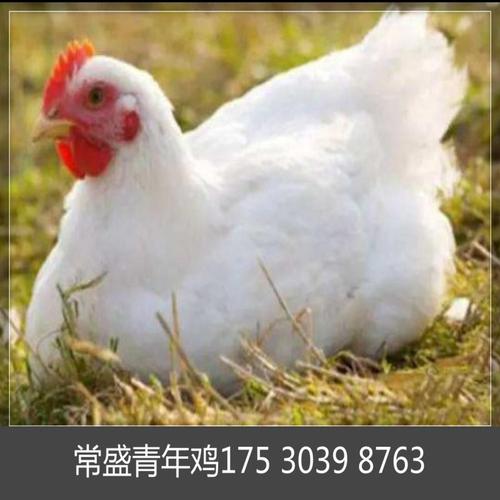 沧州罗曼灰青年鸡光照 沧州罗曼灰青年鸡厂家 沧州罗曼灰青年鸡成本