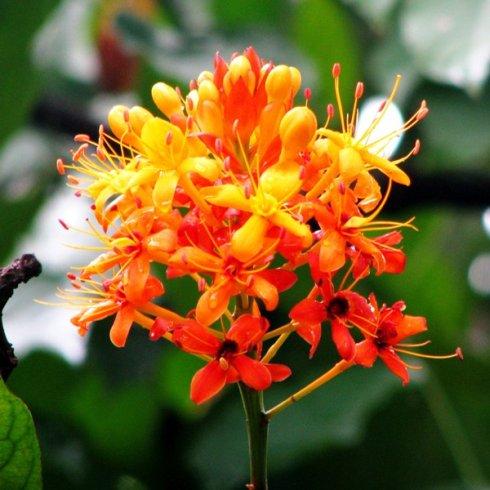 无忧树,学名saraca dives,又名火焰花,佛教圣树之一,相传佛祖