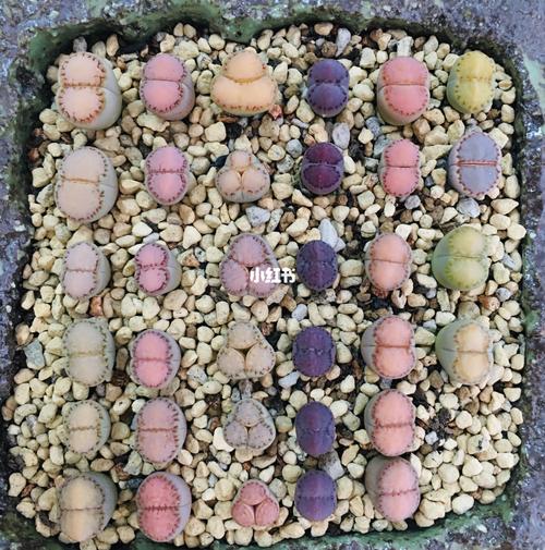 生石花c215,c216,c217寿丽全窗饼干_饼干_家居家装