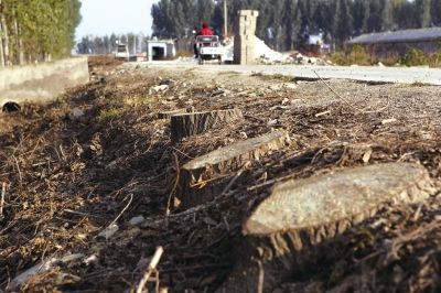 北京房山区近600棵白杨树遭村民无证砍伐