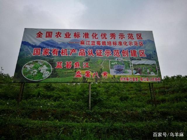 贵州蓝莓基地:麻江蓝莓病虫害防治及其管理措施