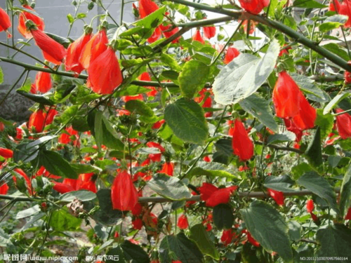 美丽的灯笼花