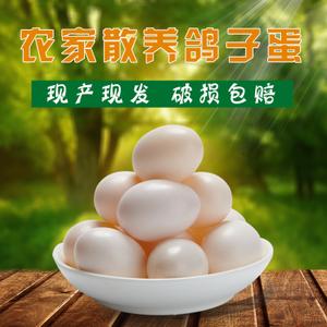 新鲜鸽子蛋散养