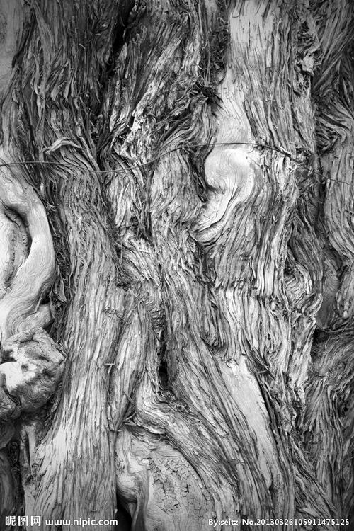 树纹理摄影图__树木树叶_生物世界_摄影图库_昵图网.