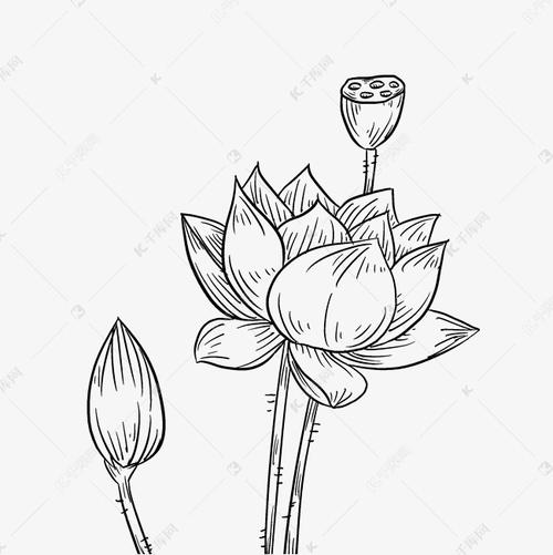 创意线描荷花插画