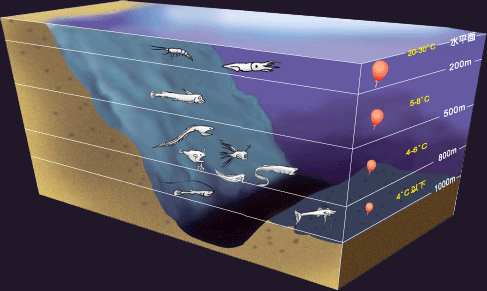同深度的水温,压力变化(气球越小压力越大)及可能出现的各种特殊生物