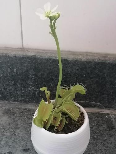 捕蝇草竟然开花了