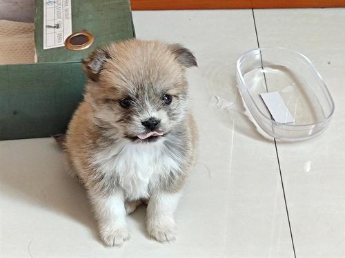 领养的小土狗像小狐狸