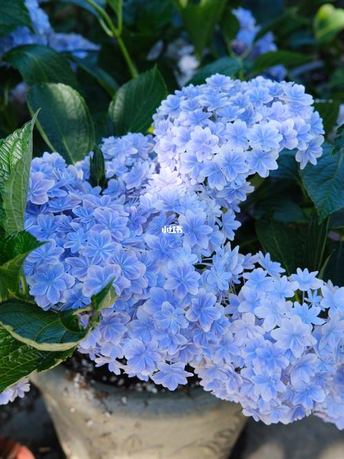 绣球|不完全记录我的绣球品种 (三)_园艺_新娘_珊瑚_家居家装_家居