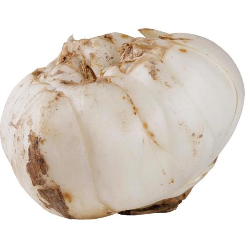 10年生大个头1斤4个兰州新鲜百合农家食用无硫甜百合