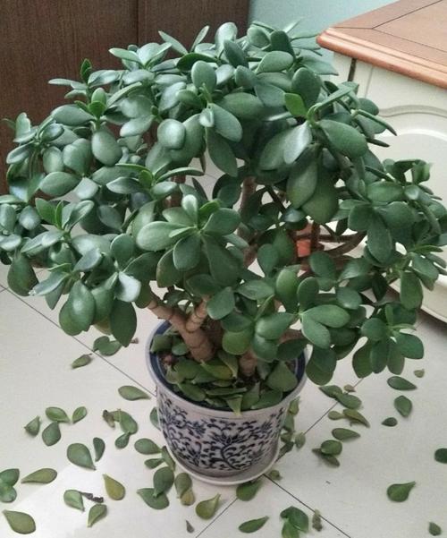 玉树的别称有:景天树,万年青,玻璃翠