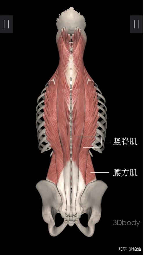 露出来的这部分可以直接用筋膜球放松,躲在竖脊肌里面的只能同时处理