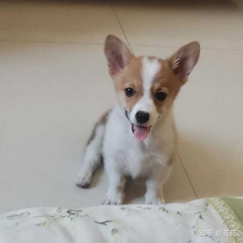 宠物店买的狗老板说是柯基串串我怎么越看它越像土狗