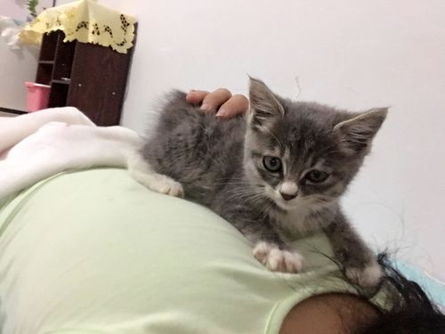 这是我的喵 说是蓝猫美短混血来的 600块买的 品相怎么样 亲们