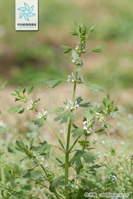 lagopsis supina 夏至草 唇形科-夏至草属