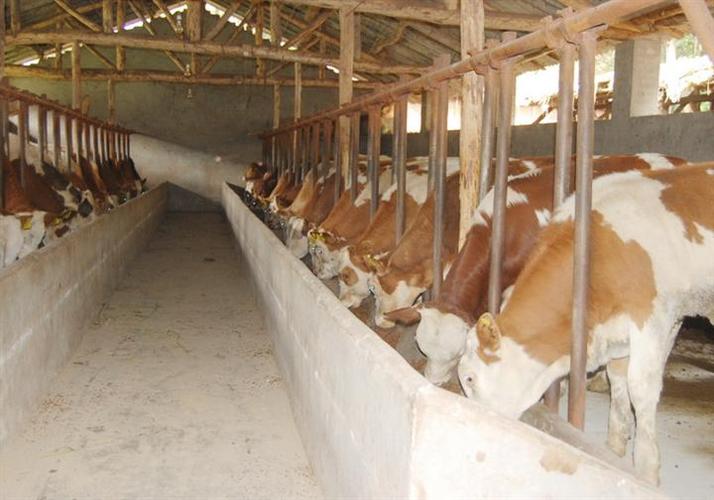 四川肉牛养殖/四川肉牛销售价格