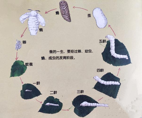 蚕的一生有多久